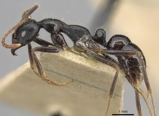 Leptogenys diminuta - CASENT0915221