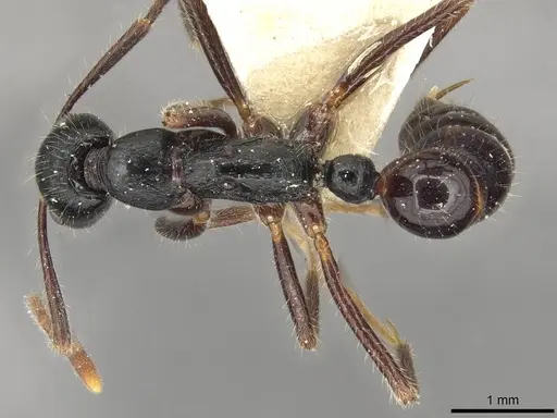 Leptogenys diminuta - CASENT0915222