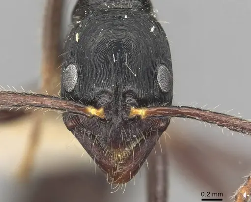 Leptogenys diminuta - CASENT0915222