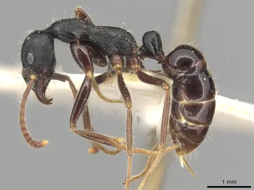 Leptogenys diminuta - CASENT0915222