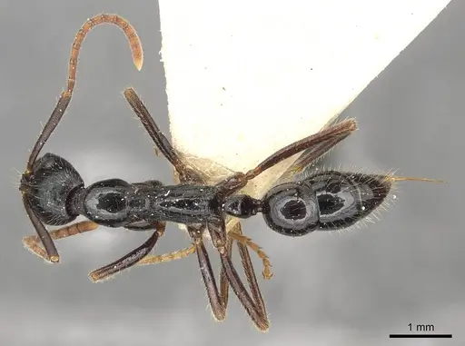 Leptogenys diminuta - CASENT0915223