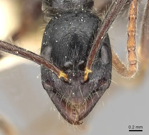 Leptogenys diminuta - CASENT0915223