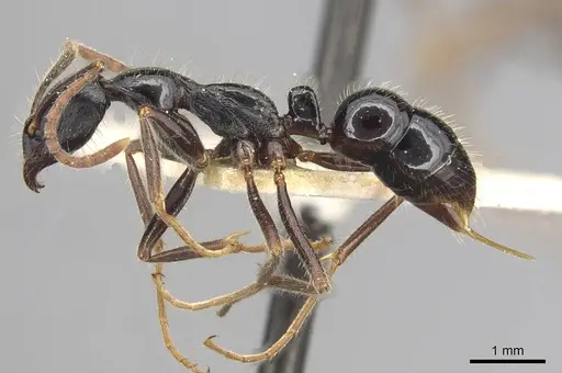 Leptogenys diminuta - CASENT0915223
