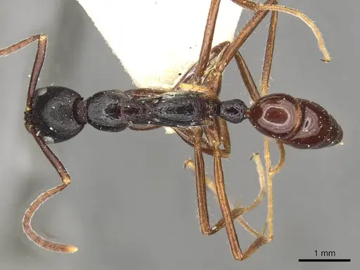 Leptogenys diminuta - CASENT0915224