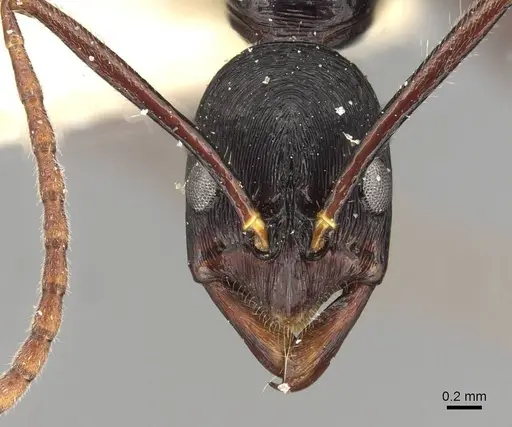 Leptogenys diminuta - CASENT0915224