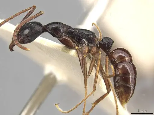 Leptogenys diminuta - CASENT0915224