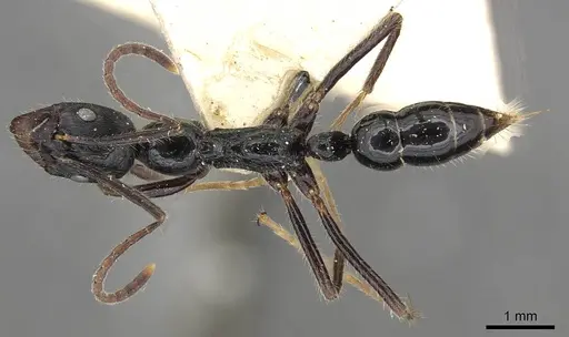 Leptogenys diminuta - CASENT0915225