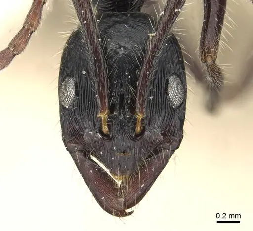 Leptogenys diminuta - CASENT0915225