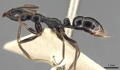 Leptogenys diminuta - CASENT0915225