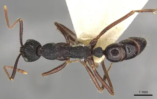 Leptogenys diminuta - CASENT0915226