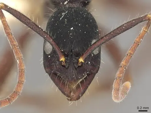 Leptogenys diminuta - CASENT0915226