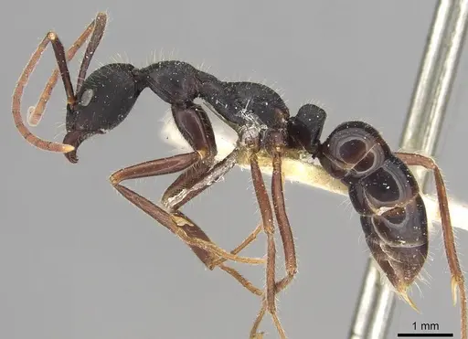 Leptogenys diminuta - CASENT0915226