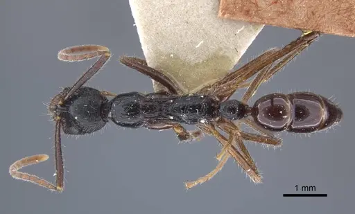 Leptogenys diminuta - CASENT0916836