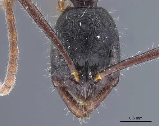 Leptogenys diminuta - CASENT0916836