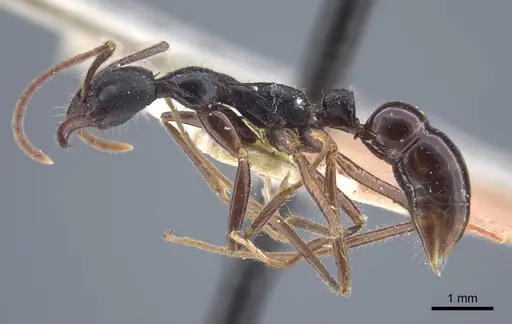 Leptogenys diminuta - CASENT0916836