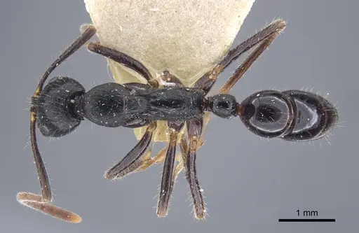 Leptogenys diminuta - CASENT0916837