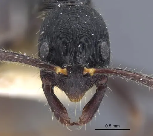 Leptogenys diminuta - CASENT0916837