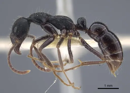 Leptogenys diminuta - CASENT0916837