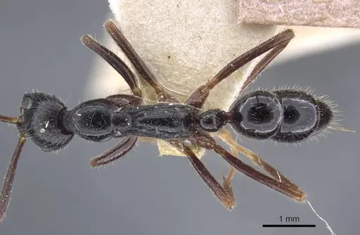 Leptogenys diminuta - CASENT0916838