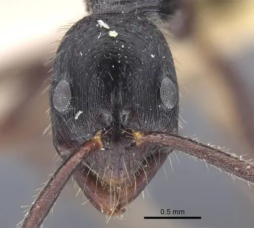 Leptogenys diminuta - CASENT0916838