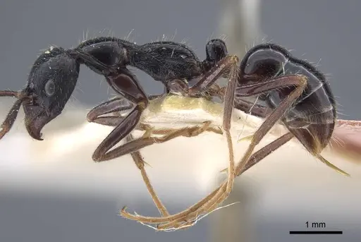 Leptogenys diminuta - CASENT0916838