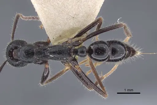 Leptogenys diminuta - CASENT0916839