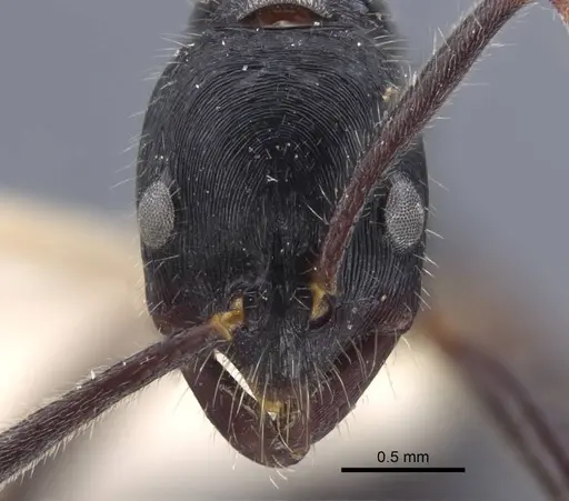 Leptogenys diminuta - CASENT0916839