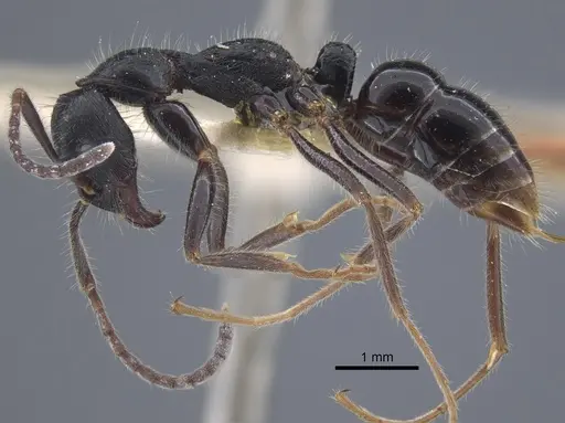 Leptogenys diminuta - CASENT0916839