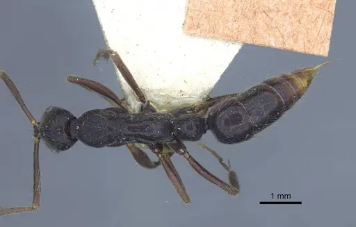 Leptogenys diminuta - CASENT0916840