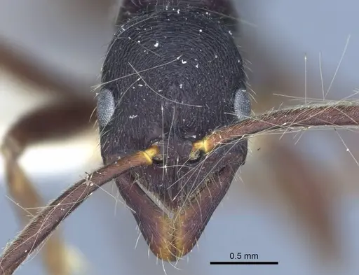 Leptogenys diminuta - CASENT0916840