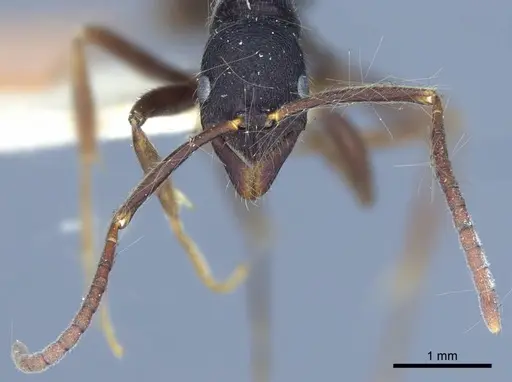 Leptogenys diminuta - CASENT0916840