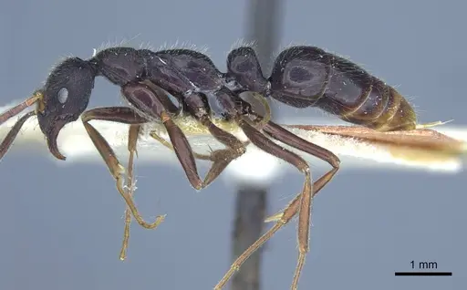 Leptogenys diminuta - CASENT0916840