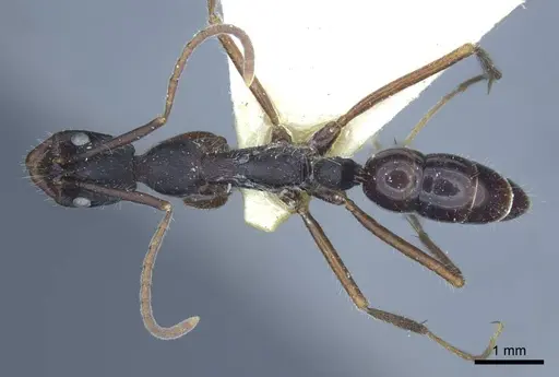 Leptogenys diminuta - CASENT0916841