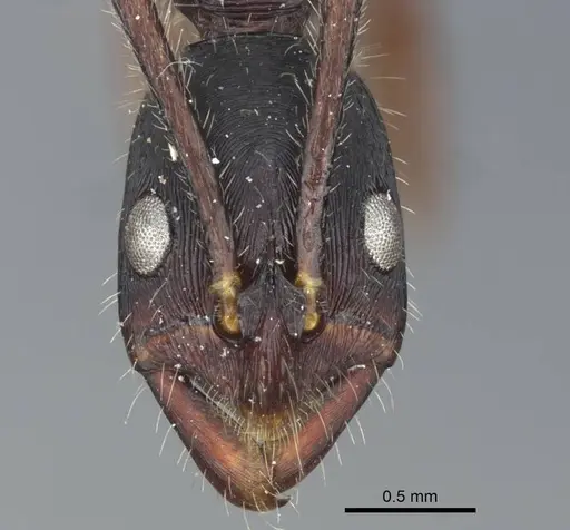 Leptogenys diminuta - CASENT0916841