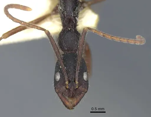 Leptogenys diminuta - CASENT0916841