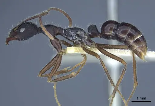 Leptogenys diminuta - CASENT0916841