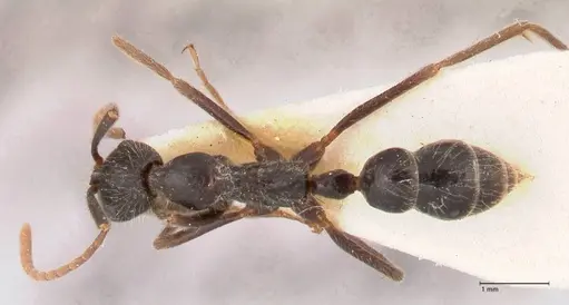 Leptogenys diminuta - FOCOL1035