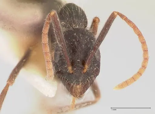 Leptogenys diminuta - FOCOL1035