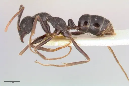 Leptogenys diminuta - FOCOL1035