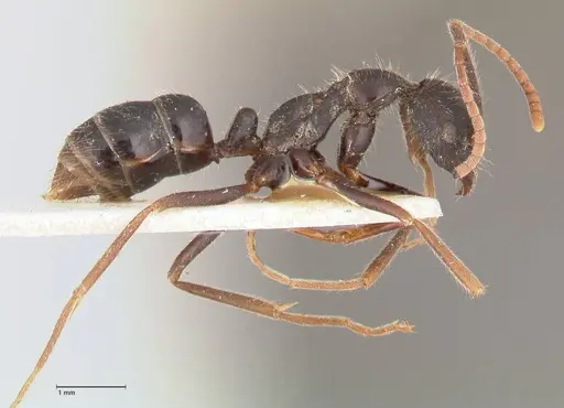 Leptogenys diminuta - FOCOL1035