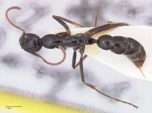 Leptogenys diminuta - FOCOL1038