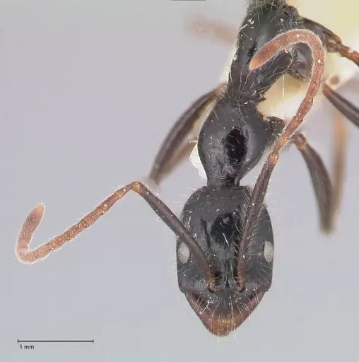 Leptogenys diminuta - FOCOL1038