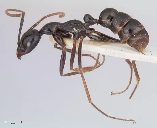 Leptogenys diminuta - FOCOL1038