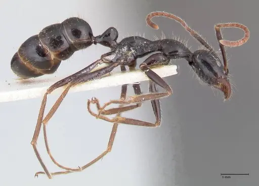 Leptogenys diminuta - FOCOL1038