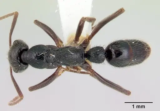 Leptogenys donisthorpei specimen