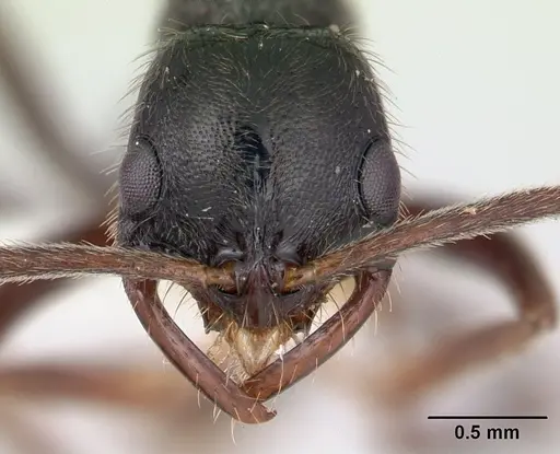 Leptogenys donisthorpei specimen