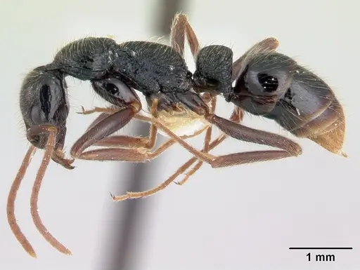 Leptogenys donisthorpei specimen
