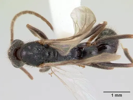 Leptogenys donisthorpei - CASENT0178792