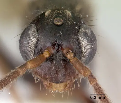 Leptogenys donisthorpei - CASENT0178792