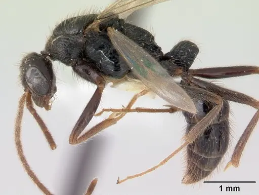 Leptogenys donisthorpei - CASENT0178792